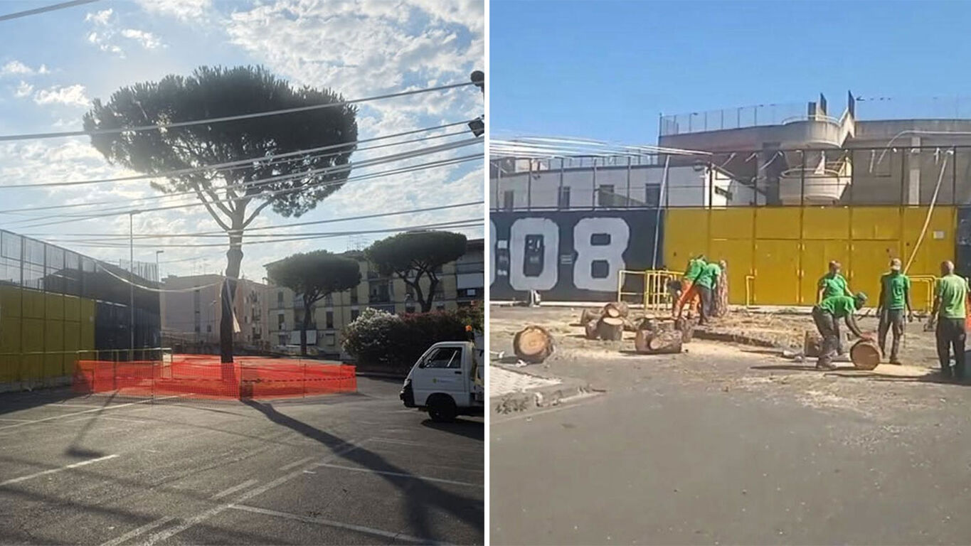 Torre Annunziata, abbattuto il pino del piazzale del Giraud, esplode la polemica sui social