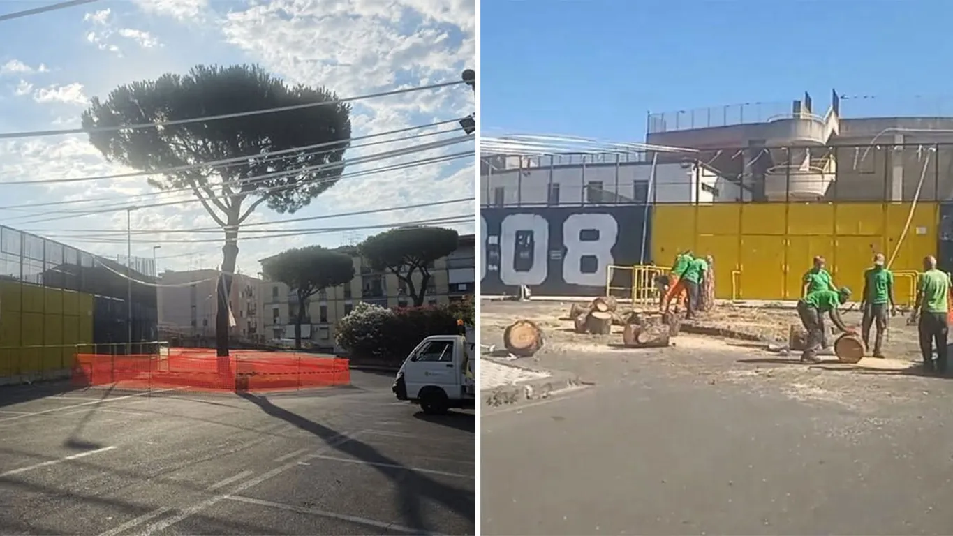 Torre Annunziata, abbattuto il pino del piazzale del Giraud, esplode la polemica sui social