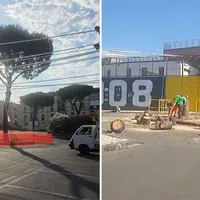 Torre Annunziata, abbattuto il pino del piazzale del Giraud, esplode la polemica sui social