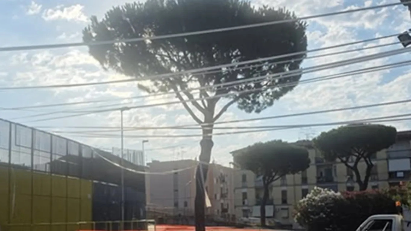 Torre Annunziata, perché è stato abbattuto il pino davanti al Giraud: il Comune chiarisce tutto