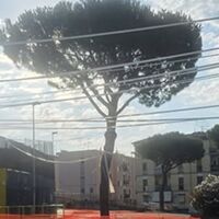 Torre Annunziata, perché è stato abbattuto il pino davanti al Giraud: il Comune chiarisce tutto