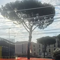 Torre Annunziata, perché è stato abbattuto il pino davanti al Giraud: il Comune chiarisce tutto