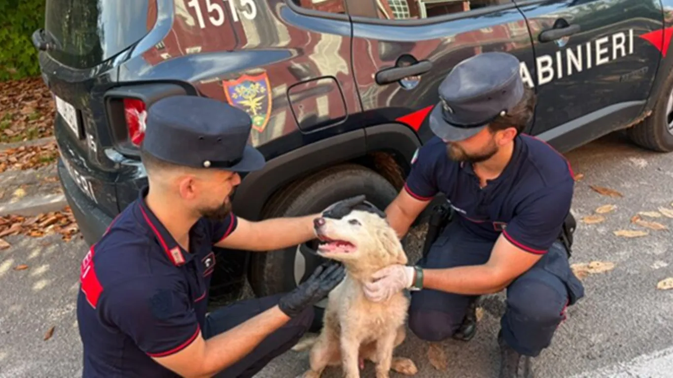 Abbandona un cucciolo e scarica rifiuti pericolosi: denunciato imprenditore di Bacoli