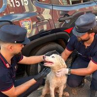 Abbandona un cucciolo e scarica rifiuti pericolosi: denunciato imprenditore di Bacoli