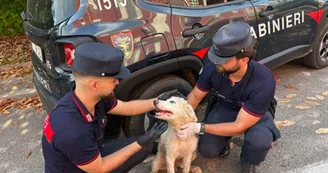 Abbandona un cucciolo e scarica rifiuti pericolosi: denunciato imprenditore di Bacoli