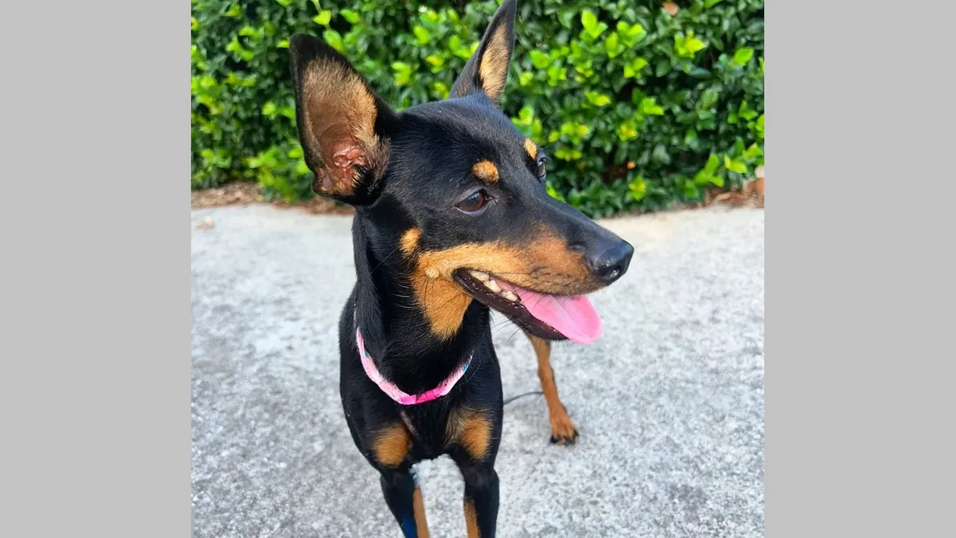 Smarrita cagnolina razza Pinscher: aiutiamola a trovare il suo padroncino