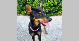 Smarrita cagnolina razza Pinscher: aiutiamola a trovare il suo padroncino
