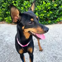Smarrita cagnolina razza Pinscher: aiutiamola a trovare il suo padroncino