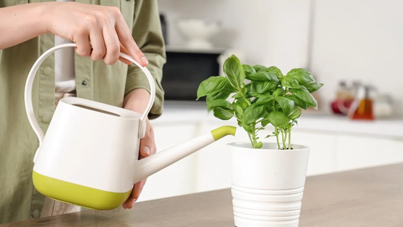 Consigli utili: come far durare più a lungo il basilico fresco