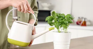 Consigli utili: come far durare più a lungo il basilico fresco