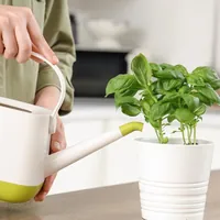 Consigli utili: come far durare più a lungo il basilico fresco
