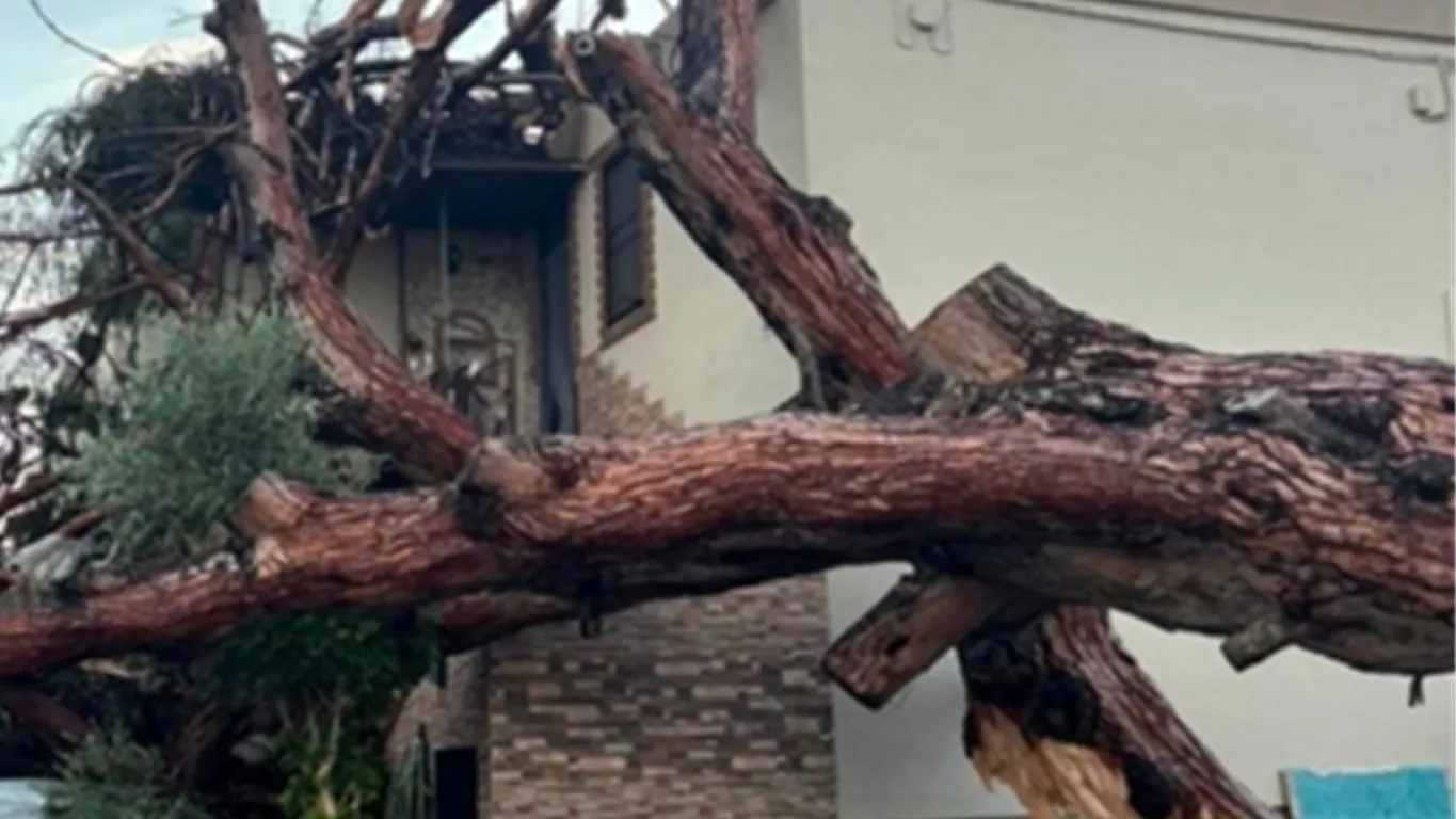 Boscoreale, paura durante il temporale: grosso pino si abbatte su una villetta