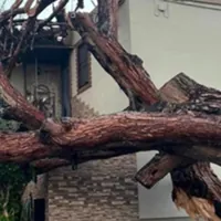 Boscoreale, paura durante il temporale: grosso pino si abbatte su una villetta