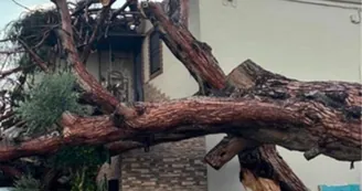 Boscoreale, paura durante il temporale: grosso pino si abbatte su una villetta