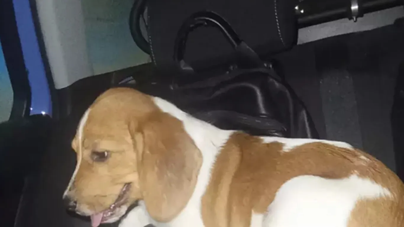 Beagle vaga sulla Tangenziale di Napoli, salvato dalla Polizia Stradale