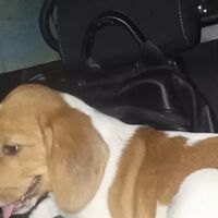 Beagle vaga sulla Tangenziale di Napoli, salvato dalla Polizia Stradale