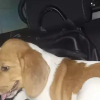 Beagle vaga sulla Tangenziale di Napoli, salvato dalla Polizia Stradale