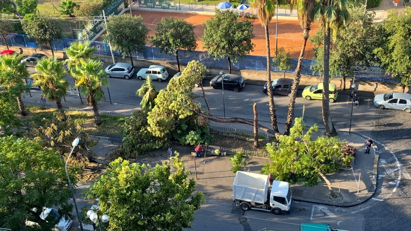 Torre Annunziata, al via la rimozione degli alberi abbattuti dal nubifragio: ora il verde va ricostruito