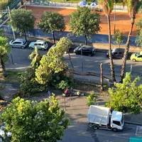 Torre Annunziata, al via la rimozione degli alberi abbattuti dal nubifragio: ora il verde va ricostruito
