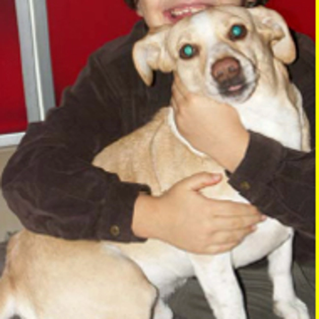 Si è smarrito un cane di nome Buck. L´appello del suo padrone