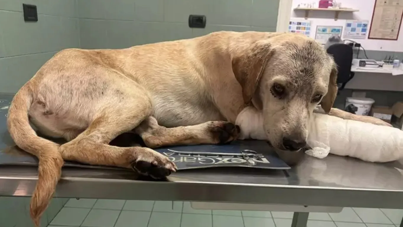 Benevento, cane trovato in una pozza di sangue: zampa quasi recisa e un laccio al collo