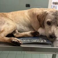 Benevento, cane trovato in una pozza di sangue: zampa quasi recisa e un laccio al collo