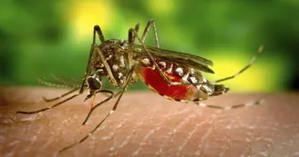 West Nile: nel 2026 zero casi registrati nei 57 Comuni Asl Na 3 Sud