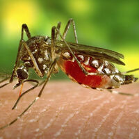 West Nile: nel 2026 zero casi registrati nei 57 Comuni Asl Na 3 Sud
