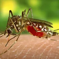 West Nile: nel 2026 zero casi registrati nei 57 Comuni Asl Na 3 Sud