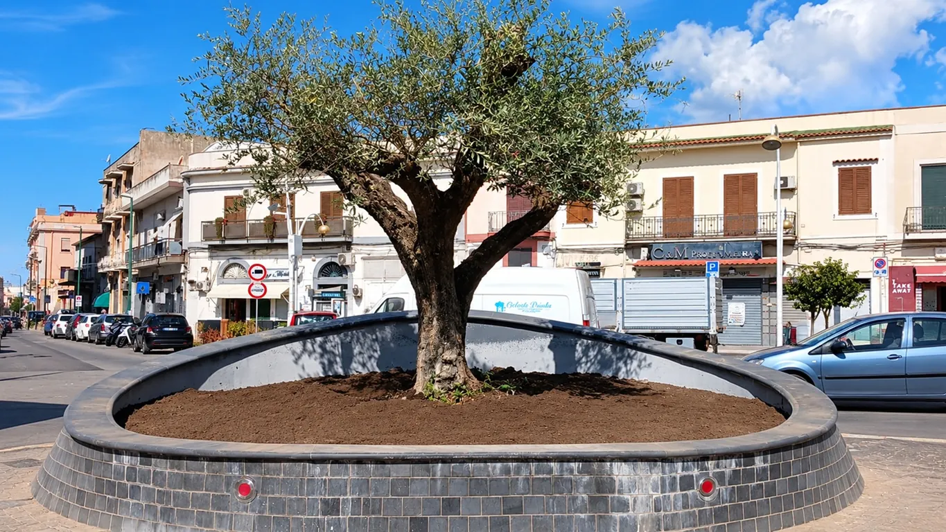 Torre Annunziata, addio alla fontana di piazza Imbriani: al centro ora c'è un ulivo