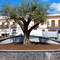 Torre Annunziata, addio alla fontana di piazza Imbriani: al centro ora c'è un ulivo
