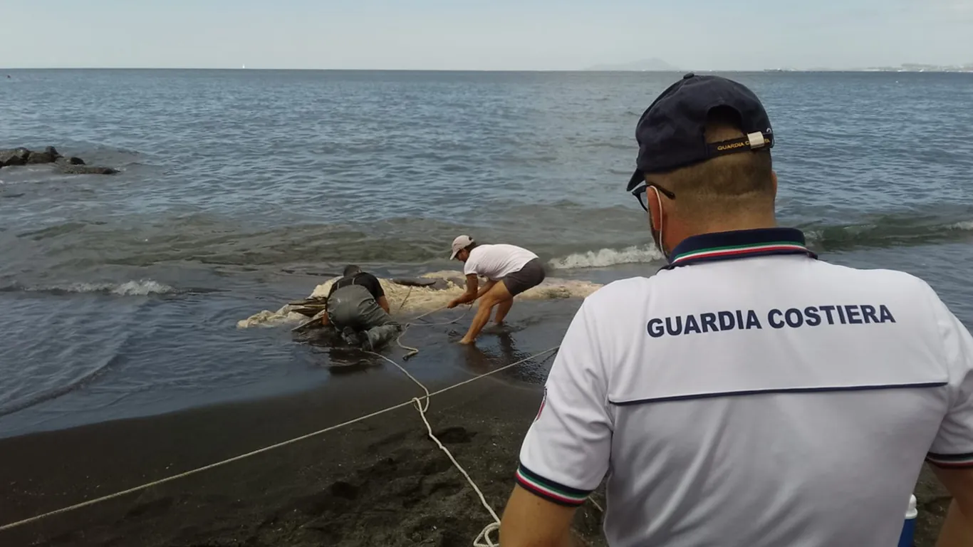 Torre del Greco, carcassa di un giovane capodoglio sulla Litoranea: recuperata e rimossa
