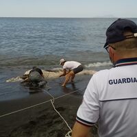Torre del Greco, carcassa di un giovane capodoglio sulla Litoranea: recuperata e rimossa