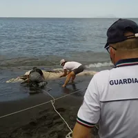 Torre del Greco, carcassa di un giovane capodoglio sulla Litoranea: recuperata e rimossa