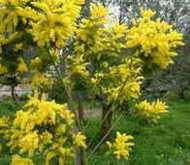 8 marzo 1908, le origini di una Festa