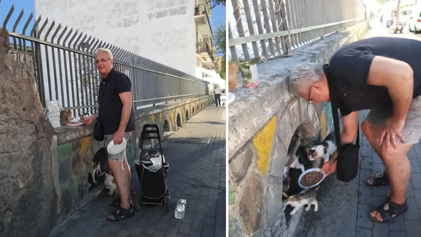 Torre del Greco, la colonia felina del Buon Consiglio: una storia di amore e solidarietà