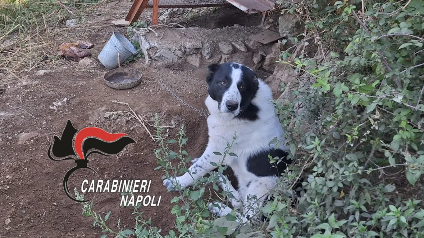 Agerola, cani incatenati e con le orecchie mutilate: denunciato il proprietario del terreno