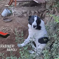 Agerola, cani incatenati e con le orecchie mutilate: denunciato il proprietario del terreno