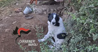 Agerola, cani incatenati e con le orecchie mutilate: denunciato il proprietario del terreno