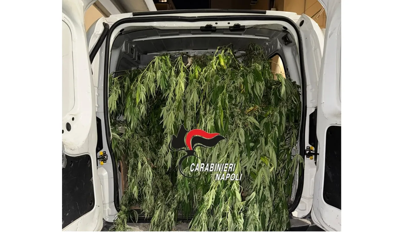 Torre Annunziata, piantagione di cannabis e oltre 700 grammi di marijuana: arrestato 41enne