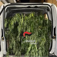 Torre Annunziata, piantagione di cannabis e oltre 700 grammi di marijuana: arrestato 41enne