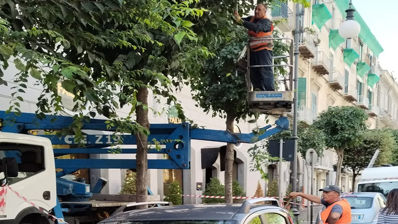 Torre Annunziata, potatura degli alberi sui corsi: divieti di sosta dal 13 al 15 ottobre