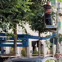 Torre Annunziata, potatura degli alberi sui corsi: divieti di sosta dal 13 al 15 ottobre