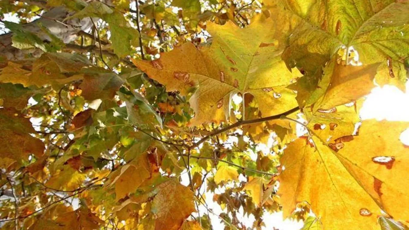 Ultime piogge al Centro-Sud, poi torna il sole con la classica 'ottobrata': le previsioni meteo per i prossimi giorni