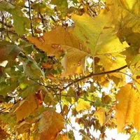 Ultime piogge al Centro-Sud, poi torna il sole con la classica 'ottobrata': le previsioni meteo per i prossimi giorni