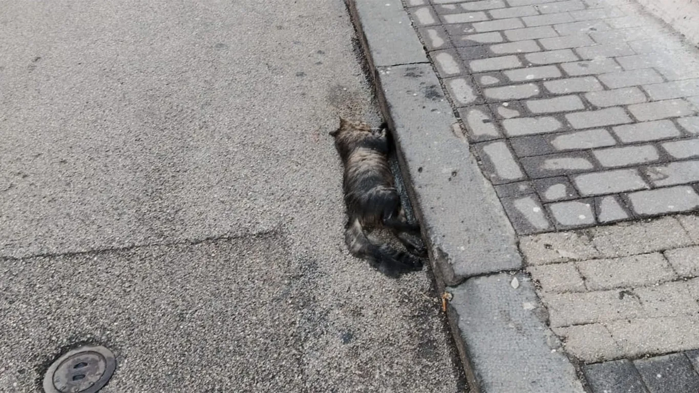 Torre Annunziata, carcassa di gatto abbandonata in strada da oltre dieci giorni