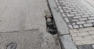 Torre Annunziata, carcassa di gatto abbandonata in strada da oltre dieci giorni