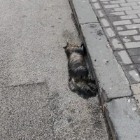 Torre Annunziata, carcassa di gatto abbandonata in strada da oltre dieci giorni