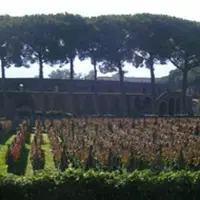 Pompei. La vendemmia negli scavi archeologici