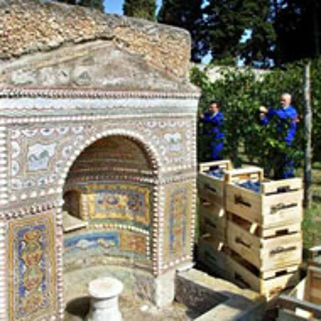 Pompei. Scavi, la vendemmia nella città antica